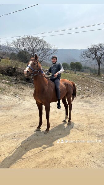  Kyongju,   Samandar, 22 ,   ,   
