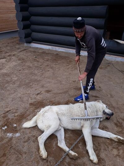  -,   Artem, 37 ,   ,   , c 