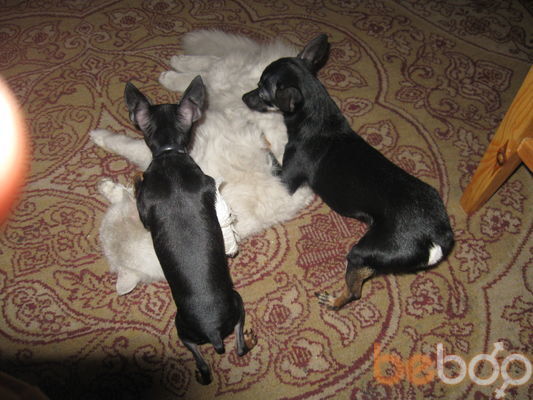 ���������� ������, ���� ������� Rina, 49 ���, ������������ ��� ������