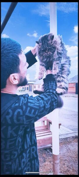  ,   Daku, 31 ,   , 