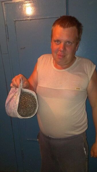  ,   Maus, 41 ,   ,   